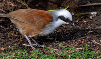 White crested laughing thrush