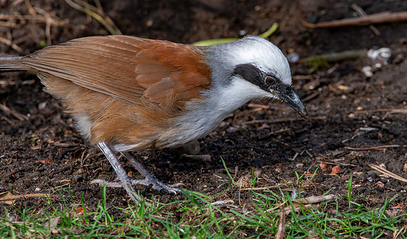 White crested laughing thrush