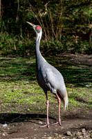 White naped crane