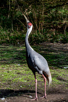 White naped crane