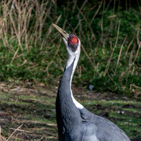 White naped crane