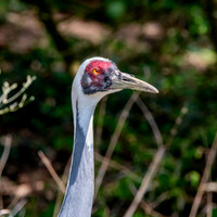 White naped crane