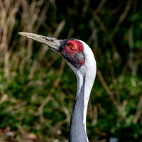 White naped crane