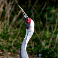 White naped crane