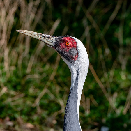White naped crane