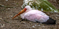 Yellow billed stork