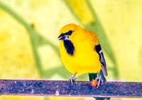 Yellow oriole