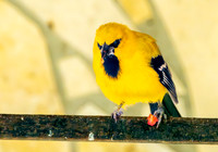 Yellow oriole