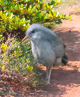 Kagu