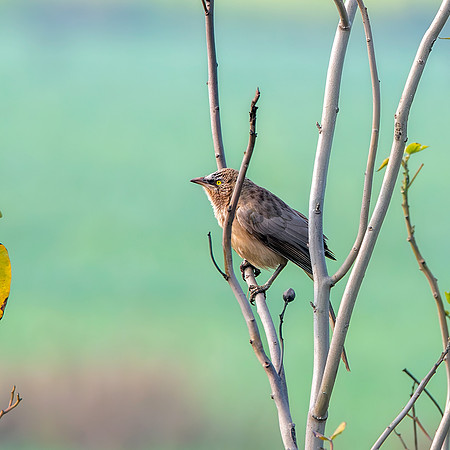 Large grey babbler