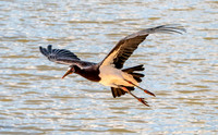 Abdim's Stork