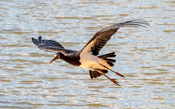 Abdim's Stork