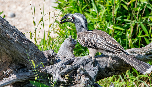 African grey hornbill
