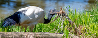 Sacred Ibis
