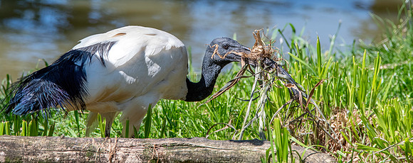 Sacred Ibis