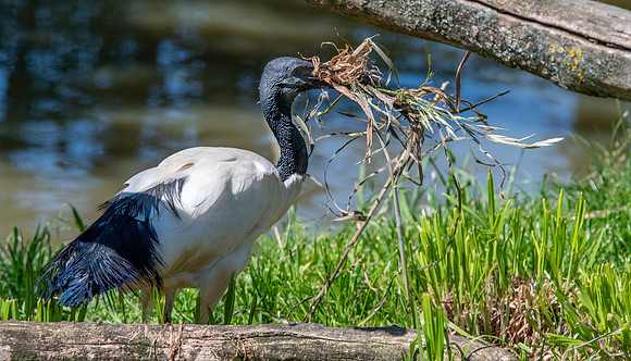 Sacred Ibis