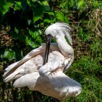 Black faced spoonbill