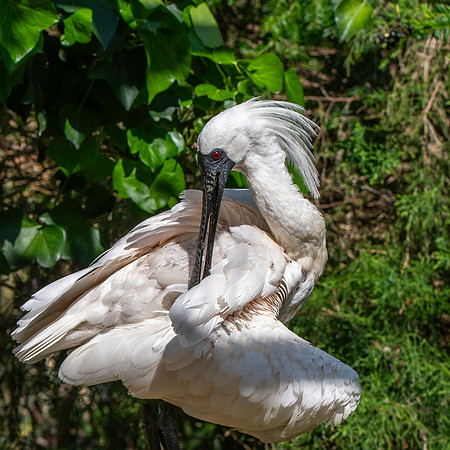 Black faced spoonbill