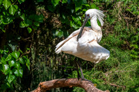 Black faced spoonbill