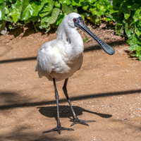Black faced spoonbill