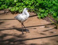 Black faced spoonbill