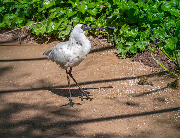 Black faced spoonbill