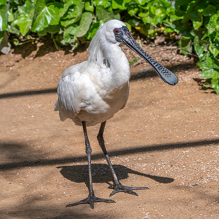 Black faced spoonbill