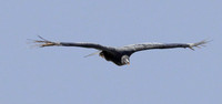 Black vulture flying