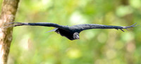 Black vulture flying