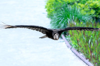 Black vulture flying