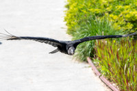 Black vulture flying