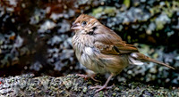 Blue black grassquit, female