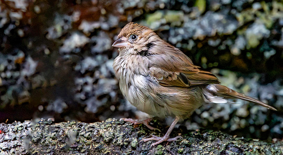 Blue black grassquit, female