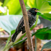 Blue black grassquit