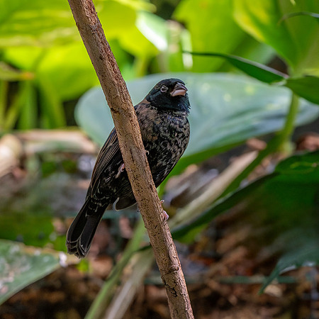 Blue black grassquit, male