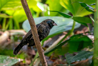 Blue black grassquit, male