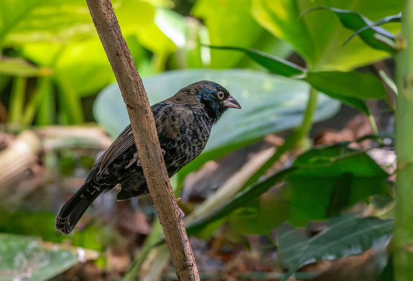 Blue black grassquit, male