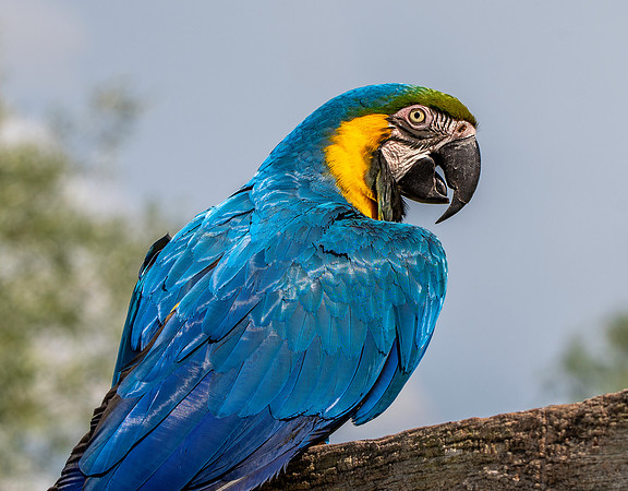 Blue and yellow macaw