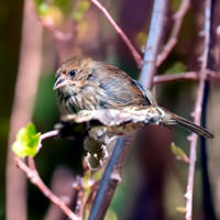 Blue black grassquit, female