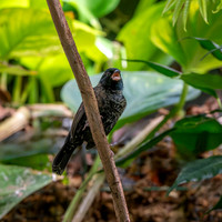 Blue black grassquit, male