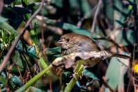 Blue black grassquit, female