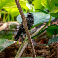 Blue black grassquit, male