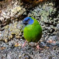 Blue faced / throated parrotfinch