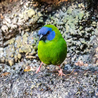 Blue throated parrotfinch