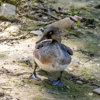 Brazilian merganser