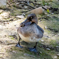 Brazilian merganser