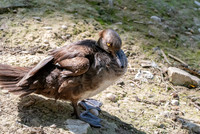 Brazilian merganser