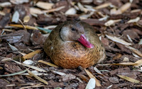 Brazilian teal, male