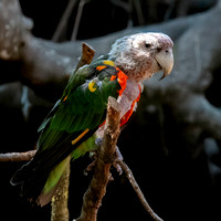 Brown necked parrot