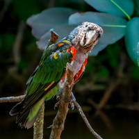 Brown necked parrot